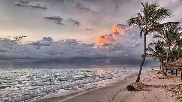 plage couchée de soleil avec un palmier