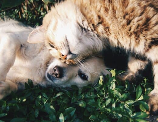 assurance races chiens chats