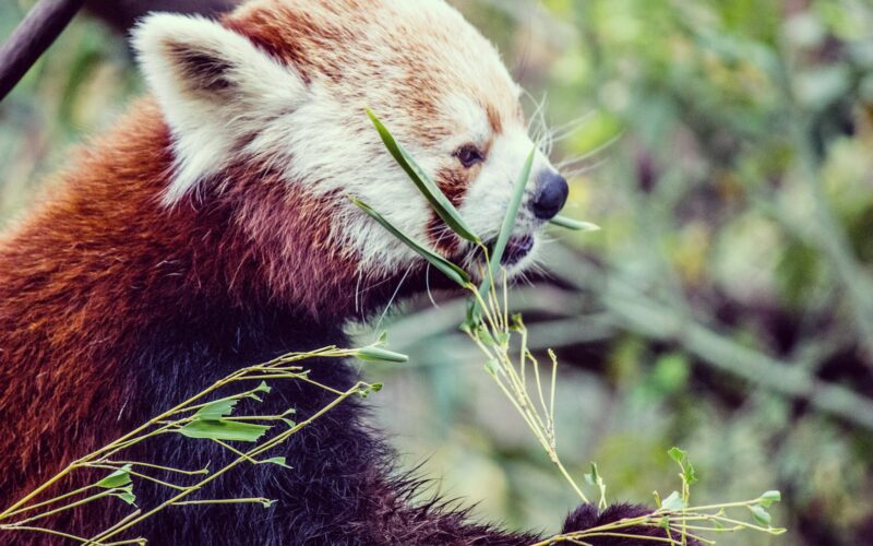 nuit parc animalier